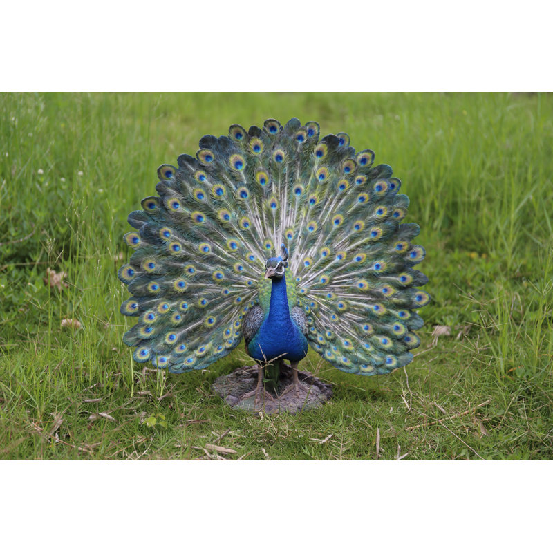 Peacock with Feathers Out Statue