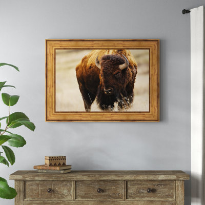 " Montana Bison "