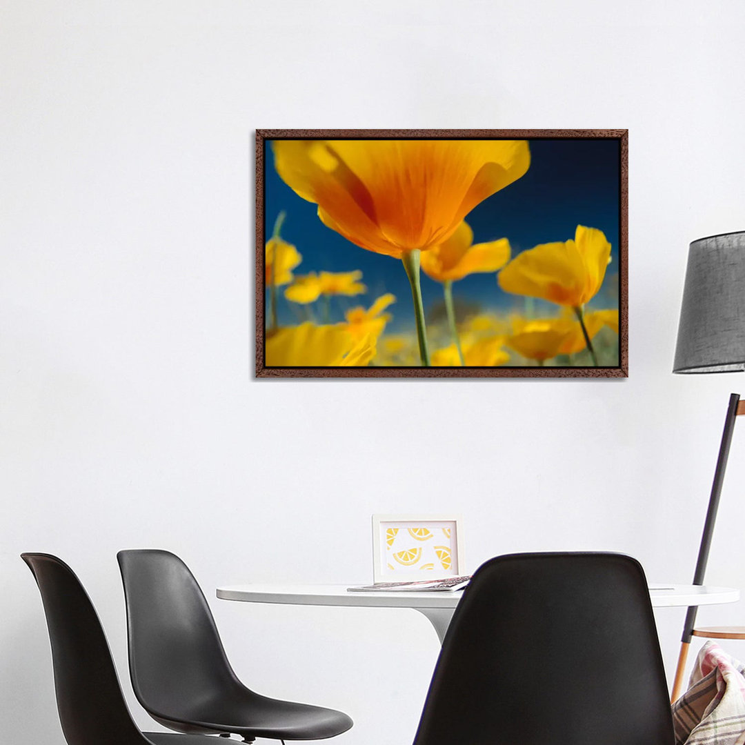 Mexikanischer Goldmohn, New Mexico von Tim Fitzharris - Galerie-umwickelte Leinwand Giclée auf Leinwand