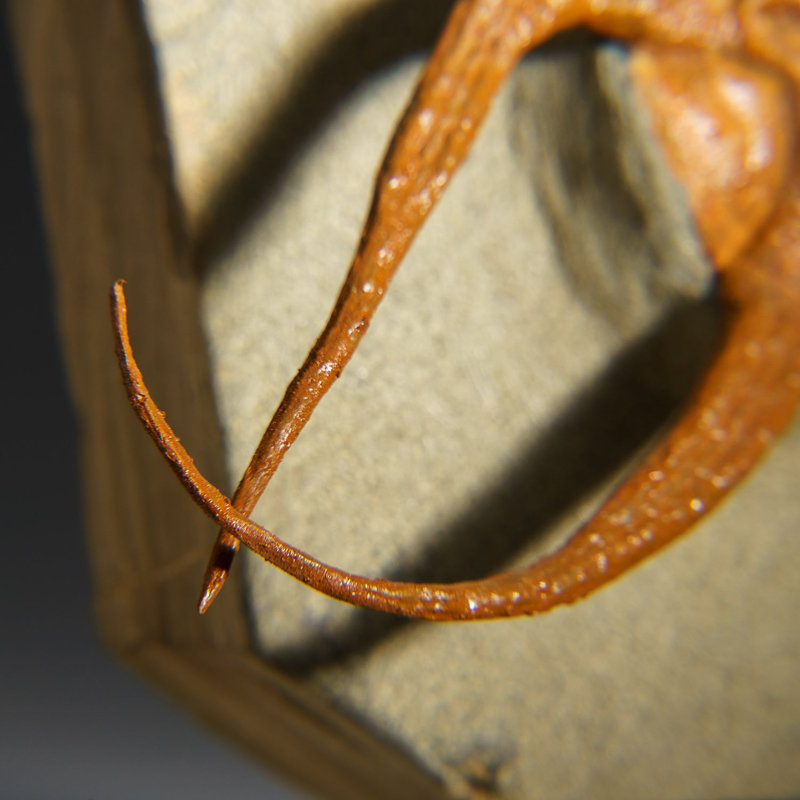 Genuine Ophiuroidea Brittle Star Fossil with Customized Display Stand (1.8 lbs)