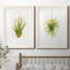 «Hanging Airplant II», ensemble de 2 impressions-446387496-487734114