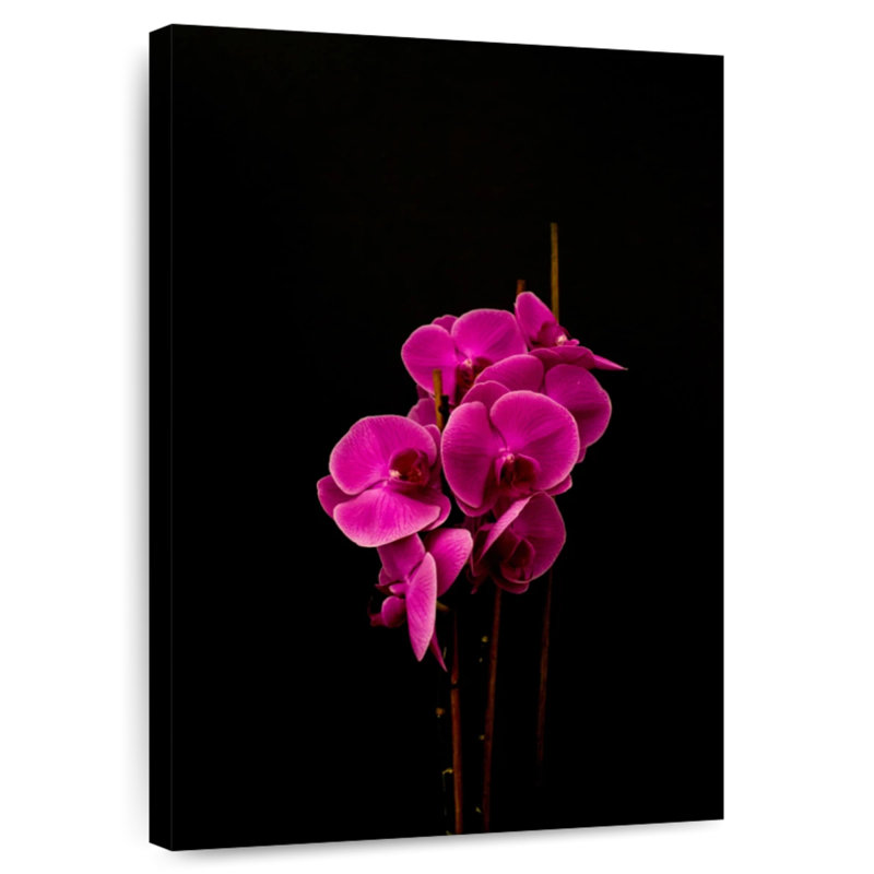 Fleurs d'orchidées magenta, H 48 po x l 32 po