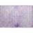 Premium Machine Washable Mayfield AMF1763 Global Rug-333356759
