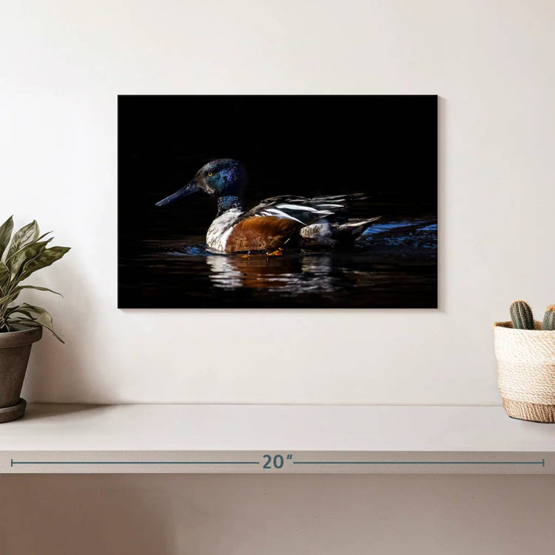 Canard Brampt Northern Shoveler, H 8 po x l 12 po
