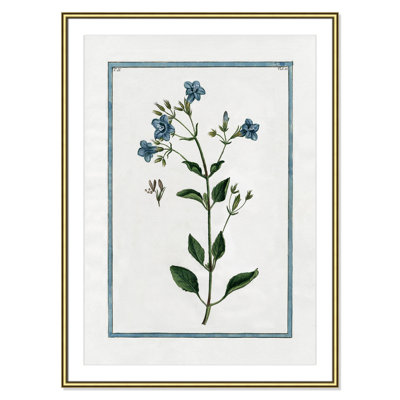 Colombe "Shabby Elegance Botanical II" Print