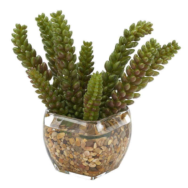 Plante grasse dans un cube de verre
