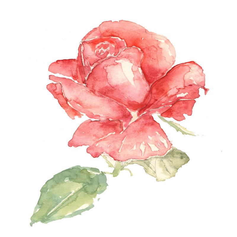 Rose by Sanphire, 36" H x 36" W