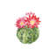 Cactus Bloom III by Grace Popp - Wrapped Canvas Painting-42156222