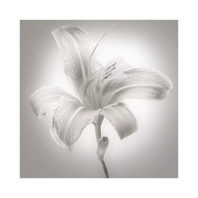 Tiger Lily I by James McLoughlin - Wrapped Canvas Print, 30.48 cm H x 30.48 cm W
