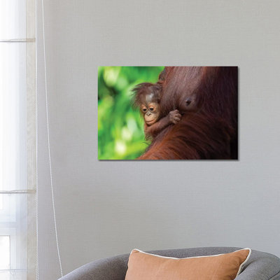 Orangutan Baby Hanging On Mother by Mogens Trolle - Wrapped Canvas Gallery-Wrapped Canvas Giclée