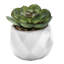 Ensemble de 4 plantes grasses artificielles en pot