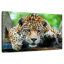 Crowle Lazy Leopard