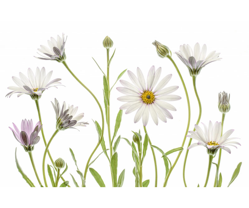 Wrapped Canvas Print, 50.8 cm H x 76.2 cm W