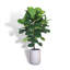 5FT Artificial Fig Tree KD