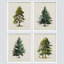 Arbre de Noël, pin, art, gros plan, impression encadrée sur papier, 4 pièces-97782597-97782598