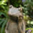 12''H MGO Bronze Sitting Frog Statue