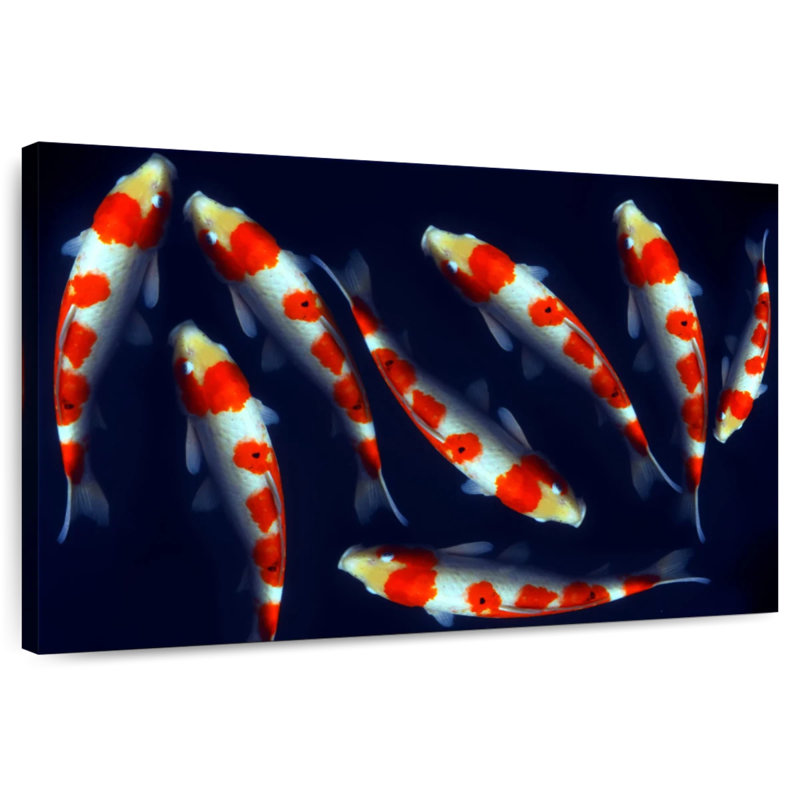 Poissons koi Brampt Sleek, H 26 po x l 39 po