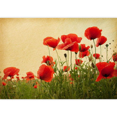 Grand papier peint auto-adhésif champ de coquelicots