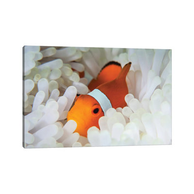 A False Clownfish Snuggles Amongst Its Host's Tentacles On A Reef by Ethan Daniels - Wrapped Canvas Print