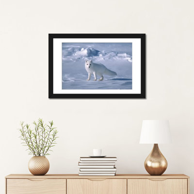 " Arctic Fox In Spring, North Slope, Alaska " by Yva Momatiuk & John Eastcott