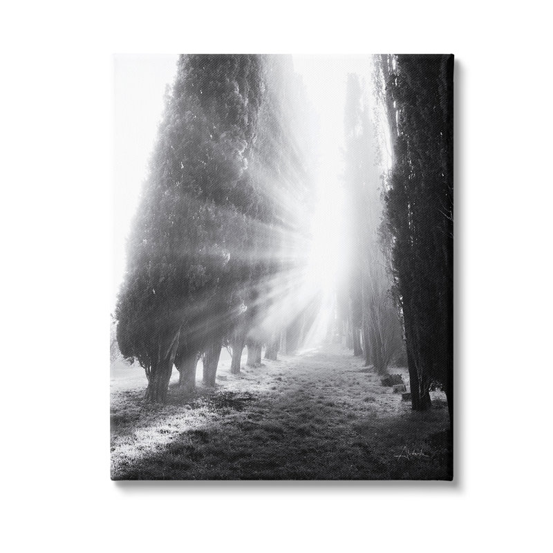 Sun Rays & Hedge Grove Canvas Wall Art Design By Aledanda, 20" H x 16" W