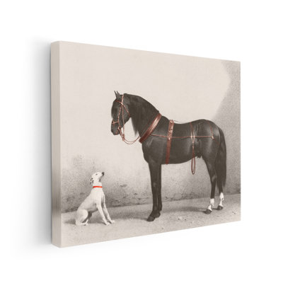 Cheval et chien