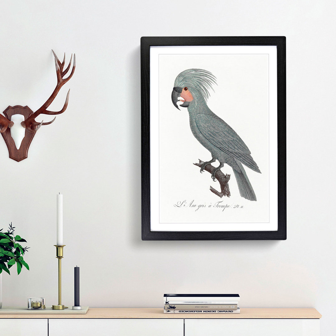 A Palm Cockatoo by F. Levaillant - Framed Print