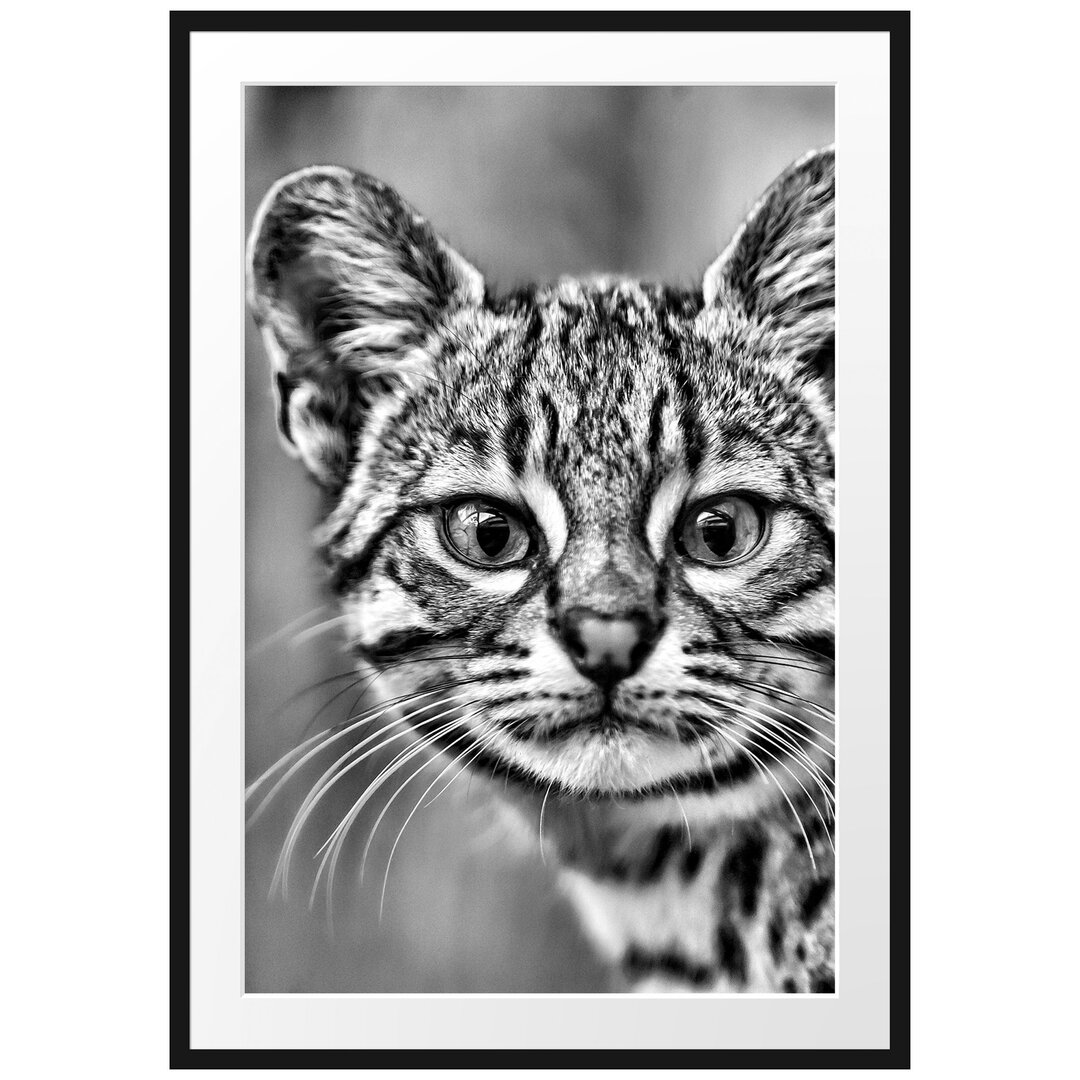 Gerahmtes Poster Kleine Bengalkatze