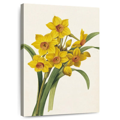 Jonquilles Harnek