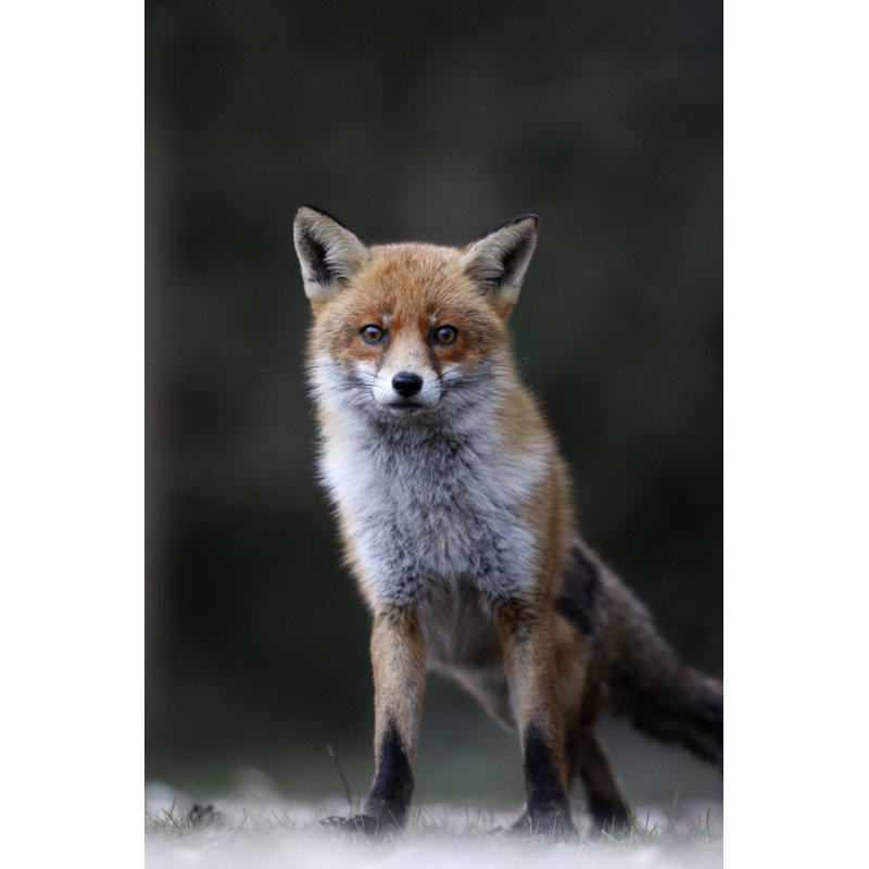 Red Fox - Wrapped Canvas Print, 30cm H x 20cm W