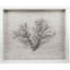 Sealife Print