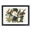 Black-Billed Cuckoo Birds by John James Audubon - Picture Frame Art Print-55512511-55512512