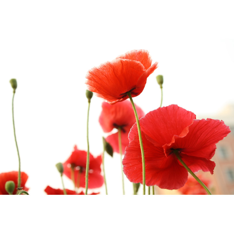 Poppies - Wrapped Canvas Print, 20cm H x 30cm W x 3.8cm D