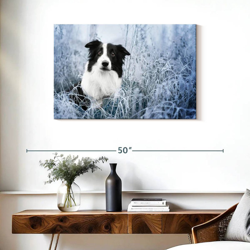Border collie d'hiver, H 24 po x l 36 po