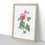 Bourbon Rose in Pink by Pierre-Joseph Redoute - Picture Frame Graphic Art Print-55512977-55512980