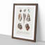 Mollusc Shell Illustrations PL. 25 by Charles D' Orbigny - Picture Frame Graphic Art Print-55610325-55610328