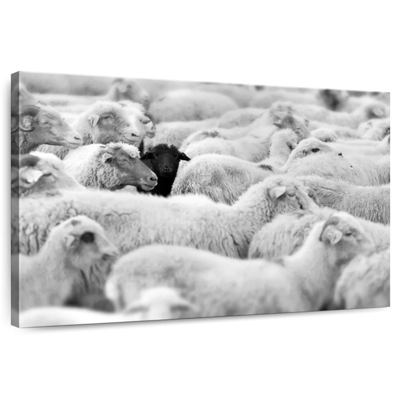Distinct Black Sheep, 16" H x 24" W