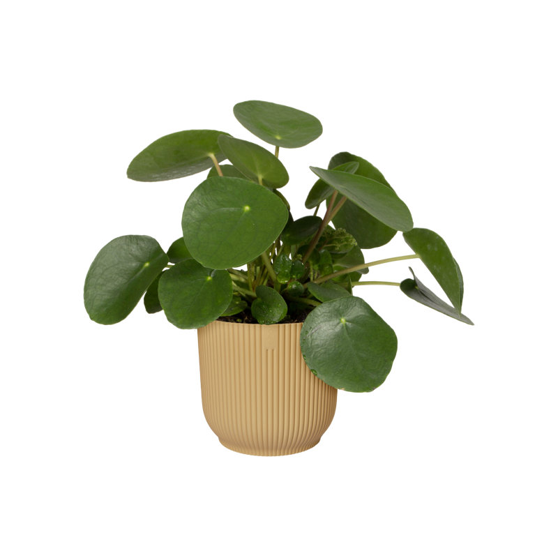 Pot Planter, 12.9cm H x 14.1cm W x 14.1cm D, Butter Yellow