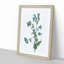 Blue Dayflowers by Pierre-Joseph Redoute - Picture Frame Art Print-55545315-55545316