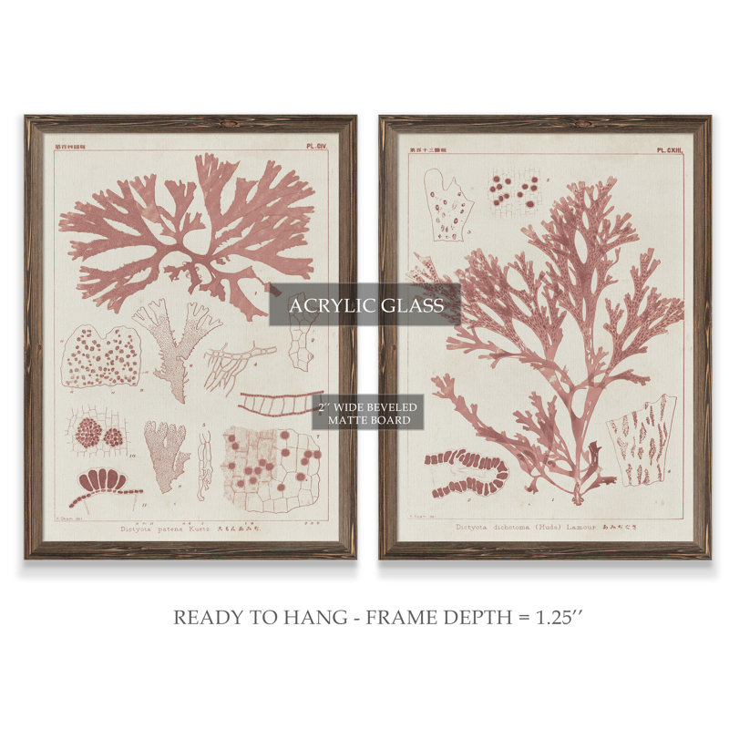 « Antique Coral algue I », ensemble de 2 reproductions d’art encadrées, H 24 po x l 18 po x P 1,25 po, Espresso Framed Canvas