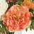  Peony Silk Arrangement