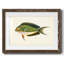 Collection de poissons tropicaux I-787608195-787608198