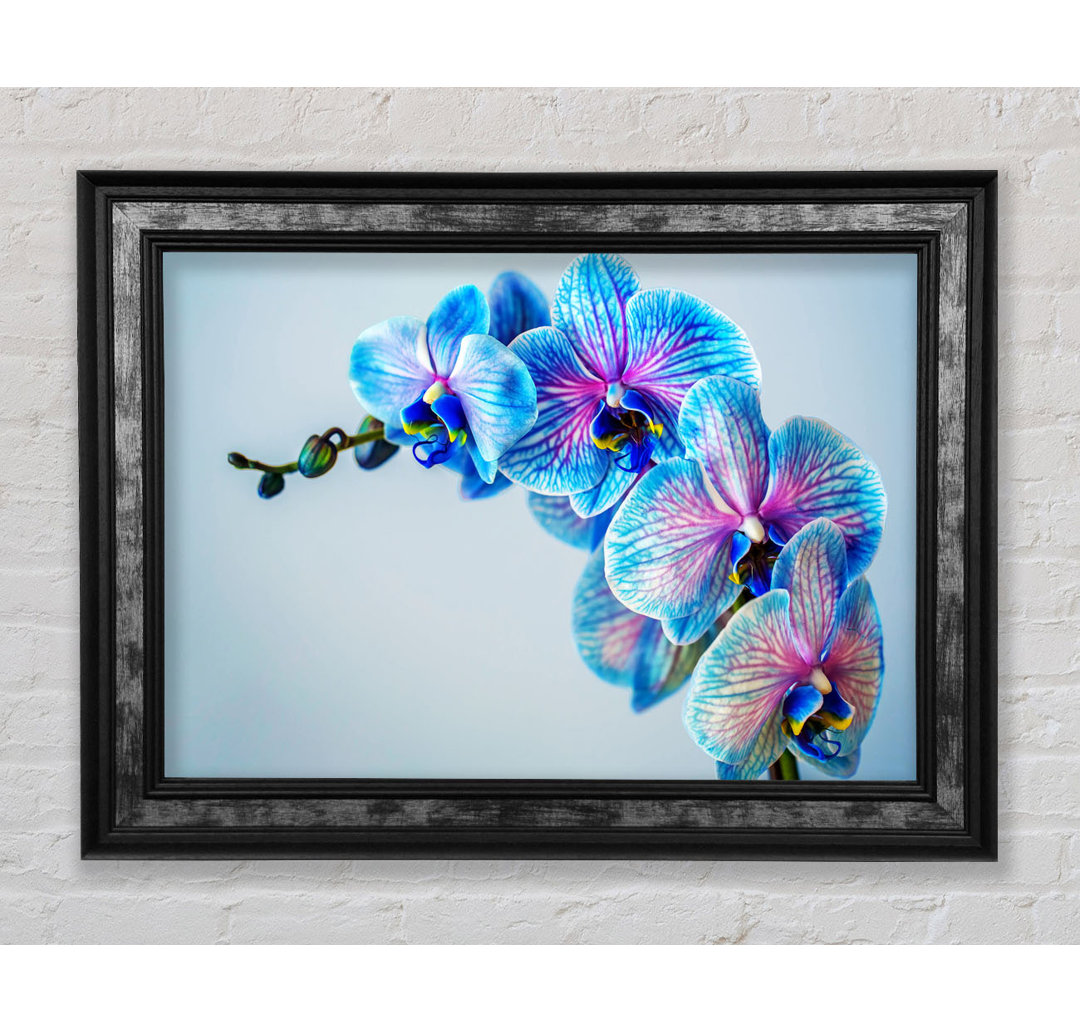 Blaue Orchideen Close Up Gerahmter Druck