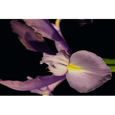 Sweet Iris I - Wrapped Canvas Print