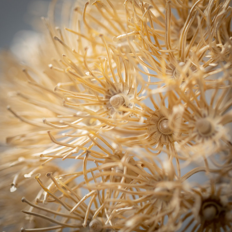 29 po Allium crème naturelle séchée; crème