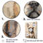 «Boston Terrier Playful Portrait», reproduction sur toile-1655440148-1626119816