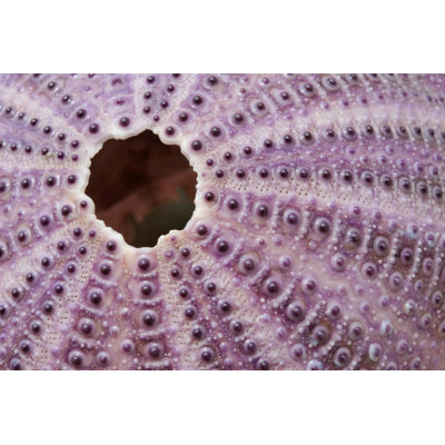 " Close-up Of A Mollusc "