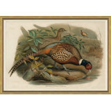 Pheasants From Gould's Birds Of Australia 2 Giclee Print by John Gould