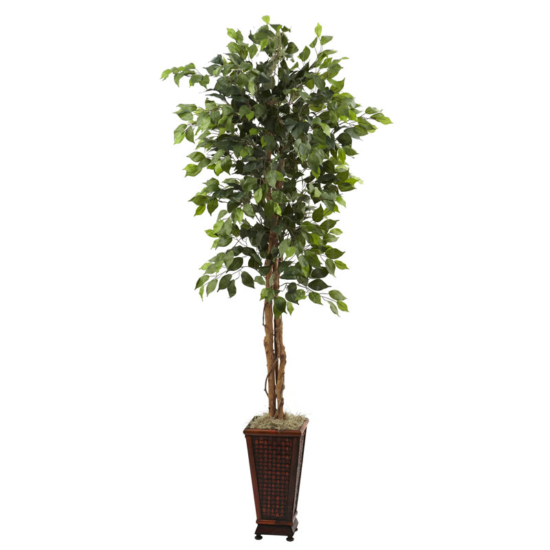 Ficus en pot 61 po Gemma