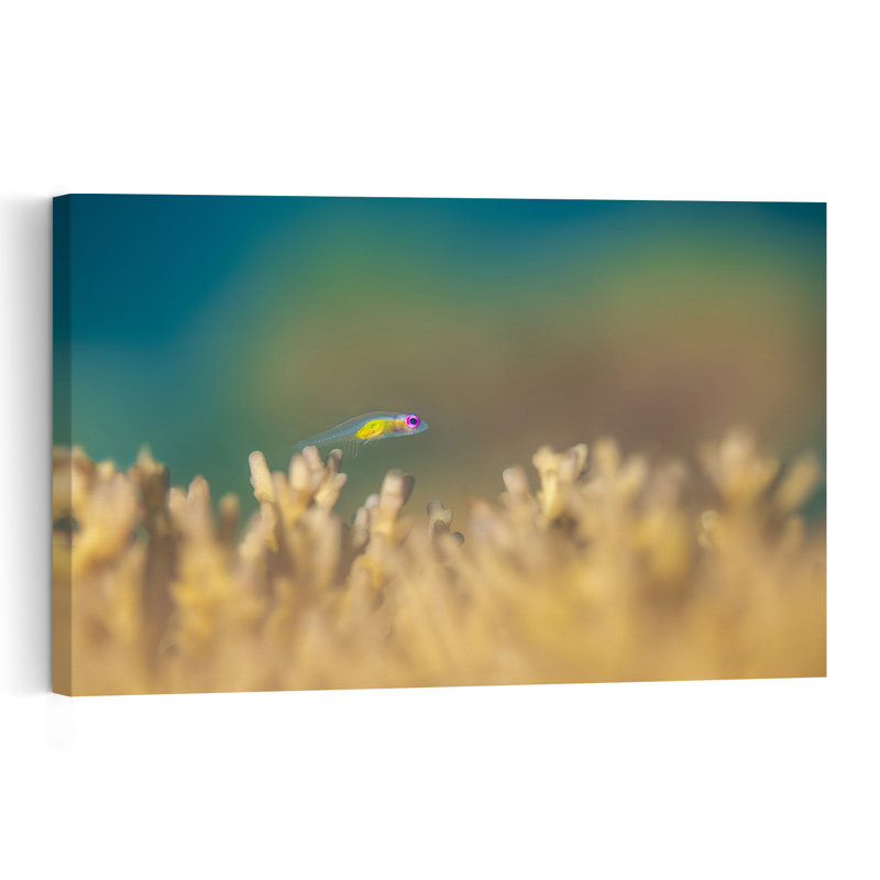 Vibrant Little Reef Fish Colorful Delicate Peaceful Fish Nature Ocean Wall Art Print 1 Piece Wrapped Canvas Wall Art